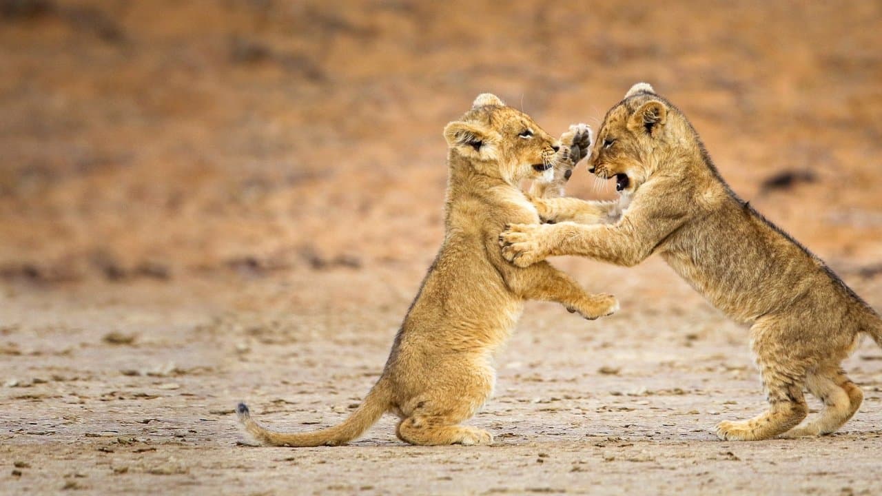 Game of Lionsの背景画像