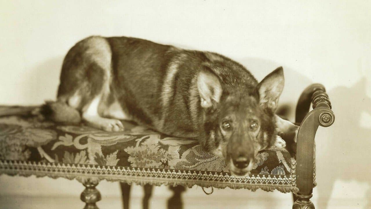 Land of the Silver Foxの背景画像