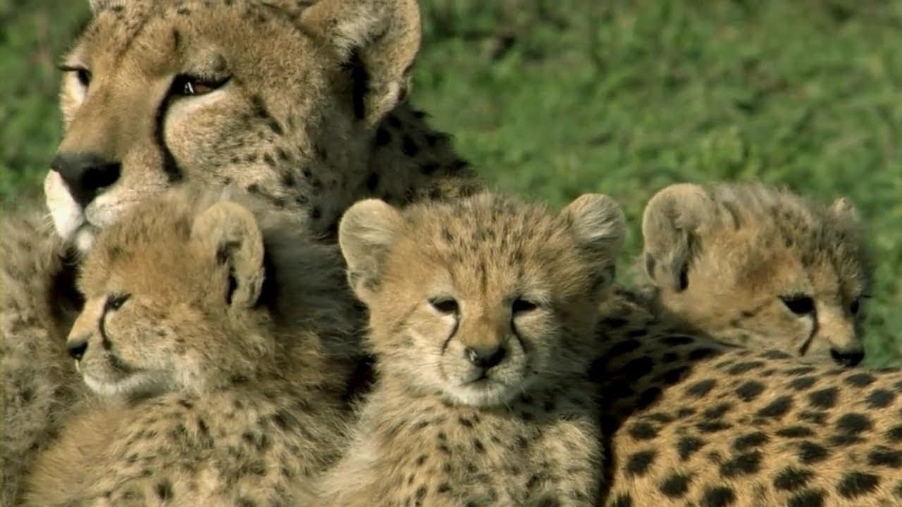 ライフ -いのちをつなぐ物語-の背景画像