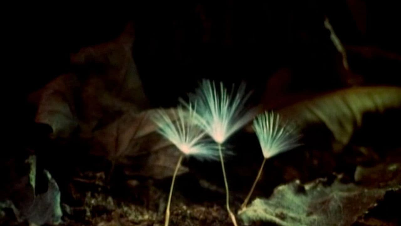 The Secret Life of Plantsの背景画像