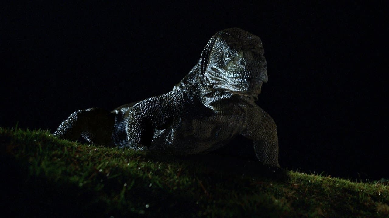 Komodoの背景画像