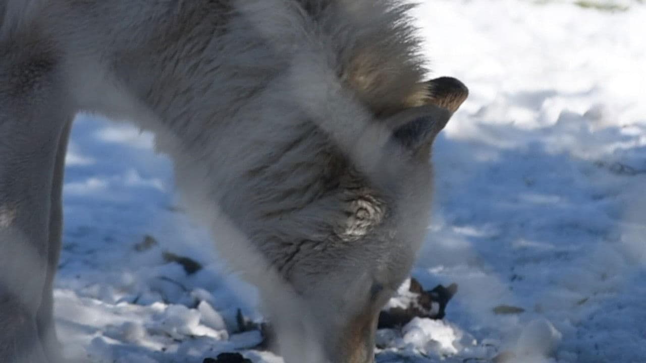 The First Caninesの背景画像