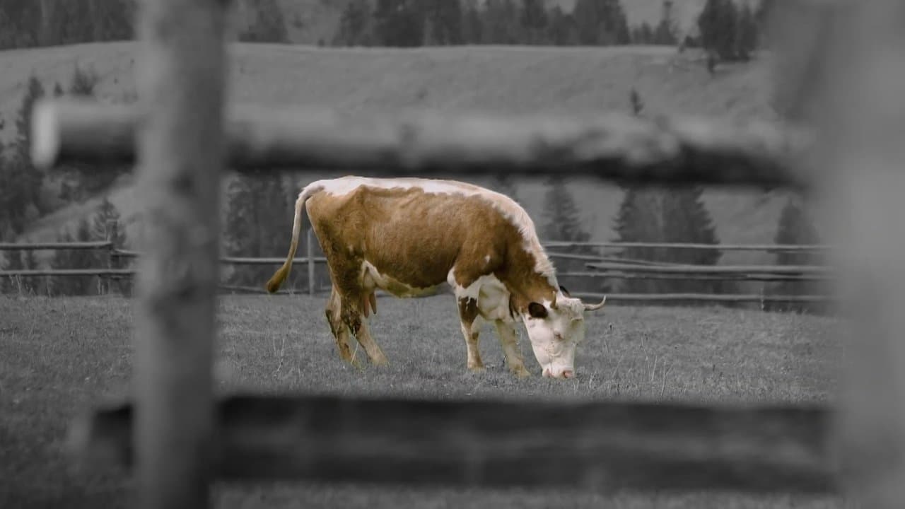 animal.の背景画像