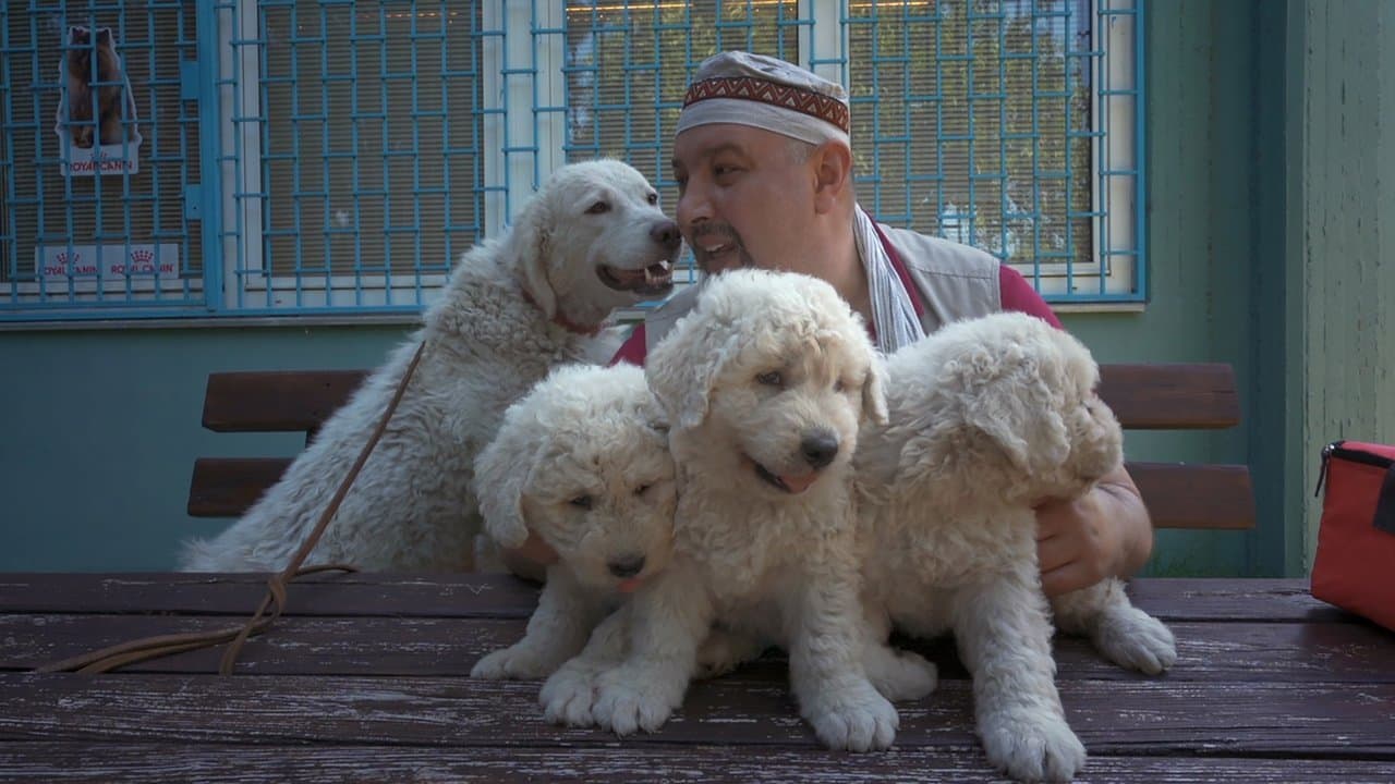 Ki kutyája vagyok én?の背景画像