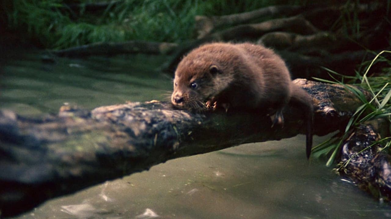 Tarka the Otterの背景画像