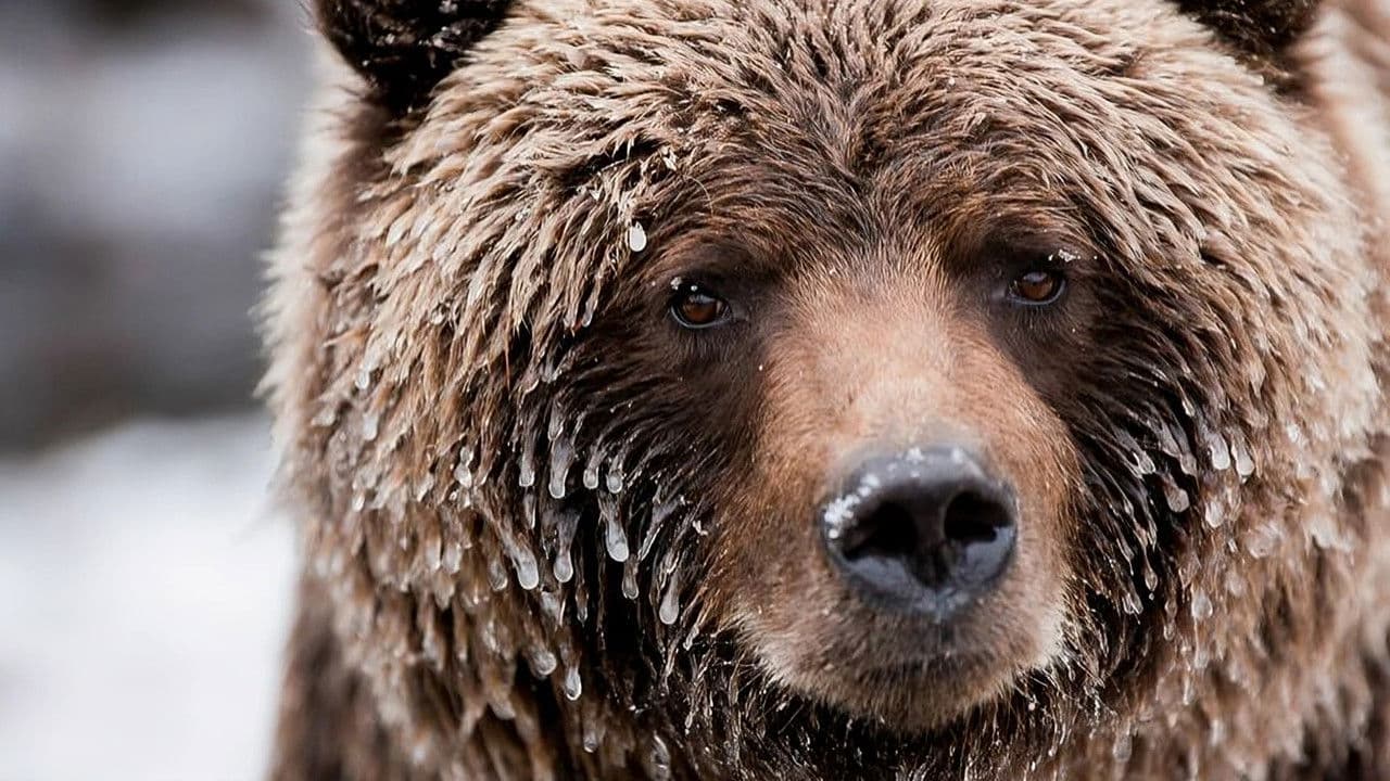 Wild Canadaの背景画像