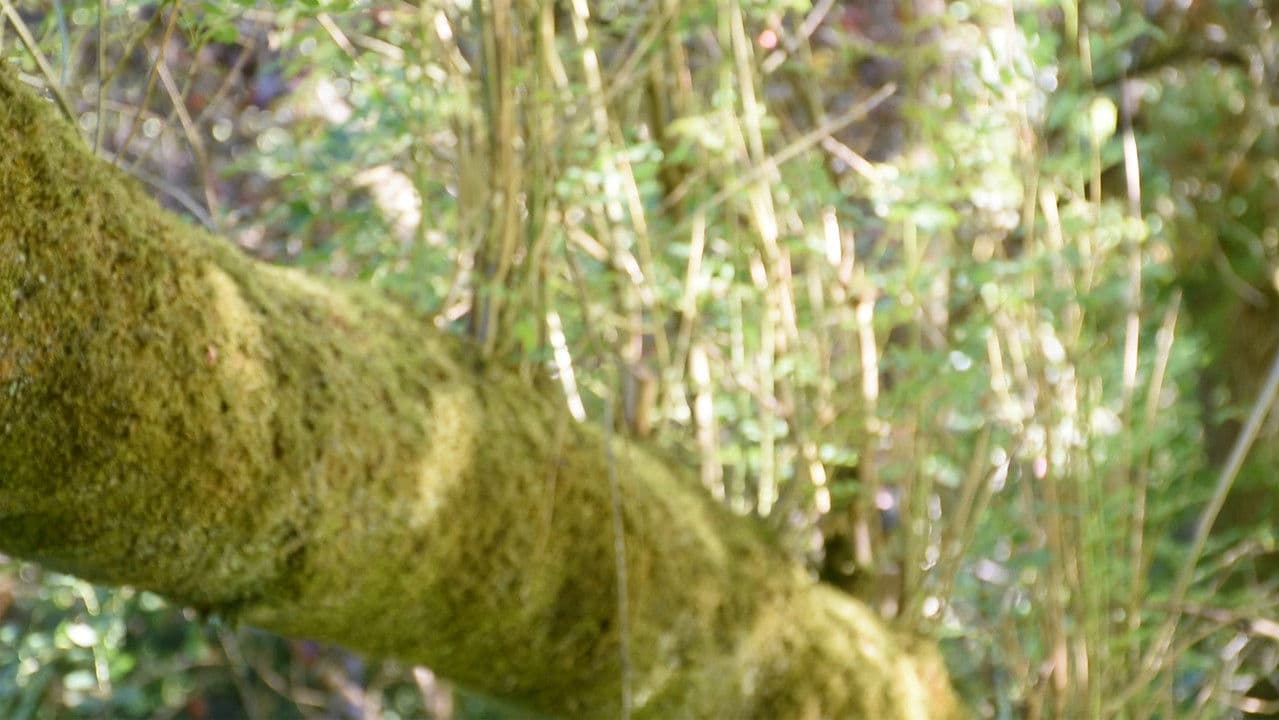 I'll See You Againの背景画像