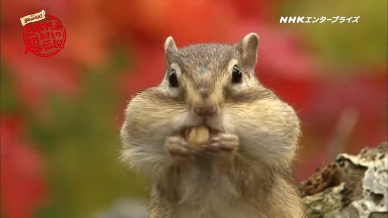 日本列島生きもの超伝説 劇場版ダーウィンが来た!の背景画像