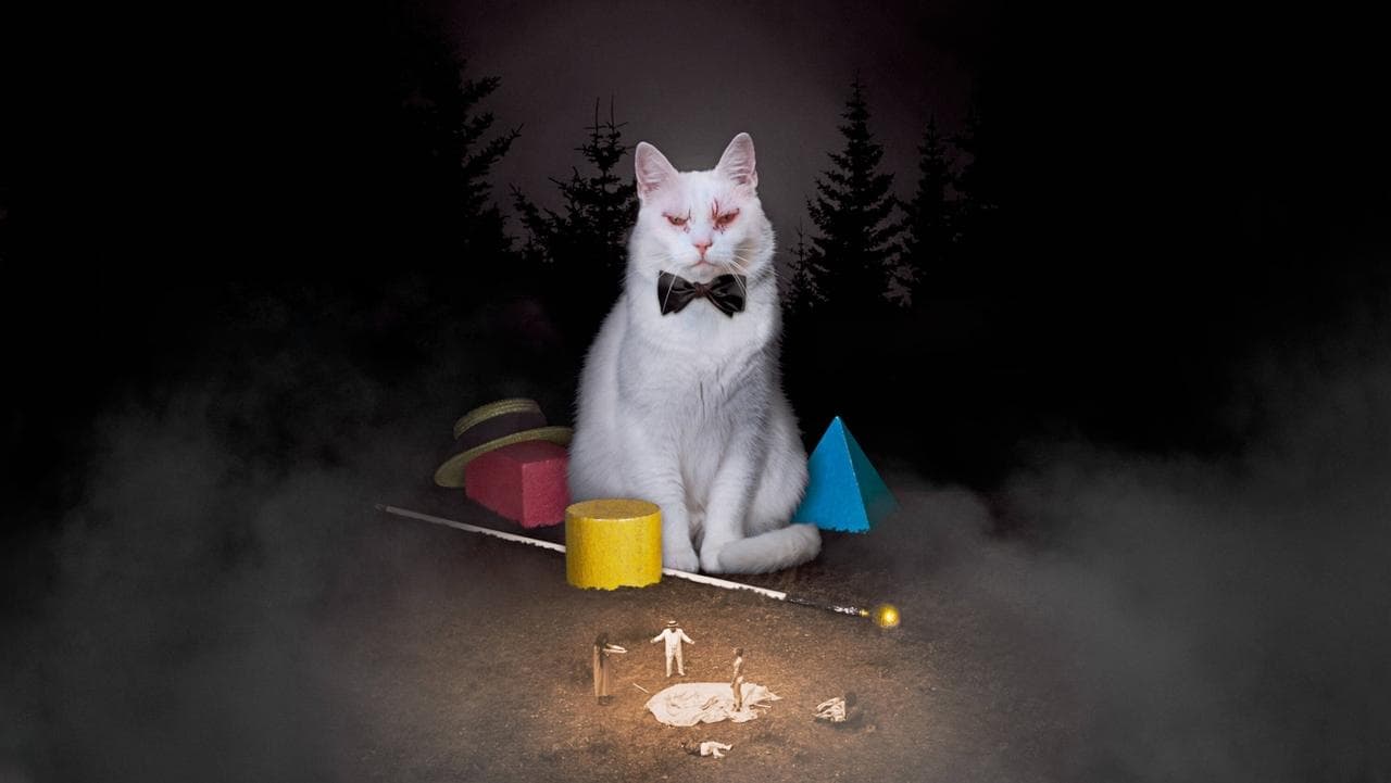 Koko-di Koko-daの背景画像