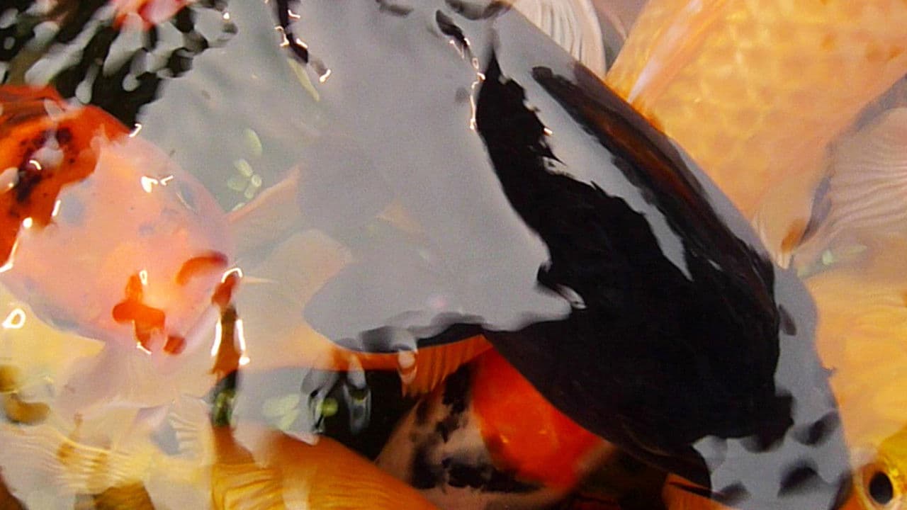 Pescadosの背景画像