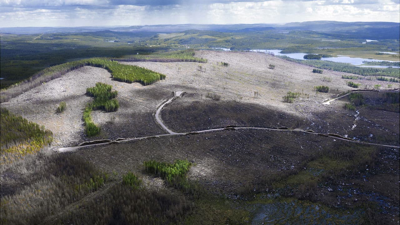 Om skogenの背景画像