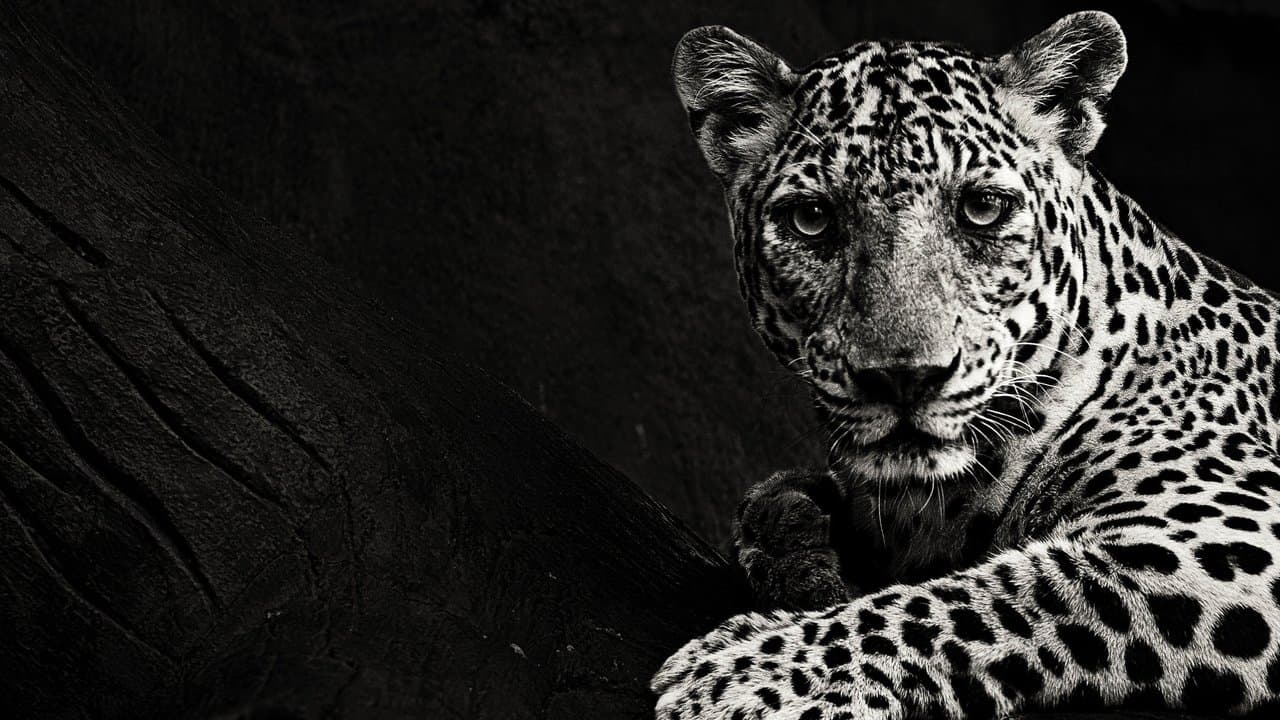 Hunt for the Shadow Catの背景画像