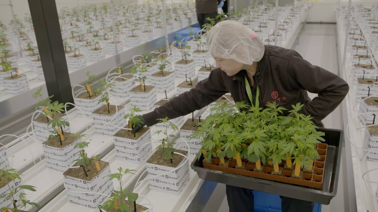 Legale wiet 2の背景画像