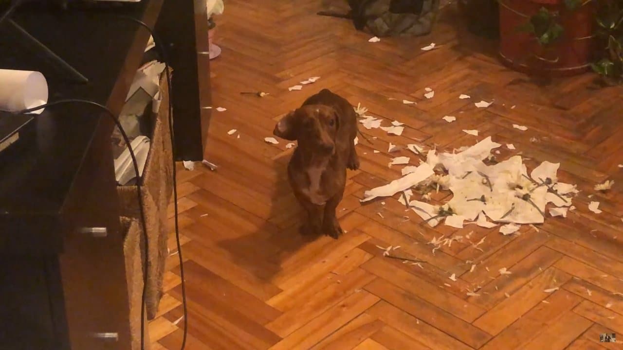 El Desayunoの背景画像