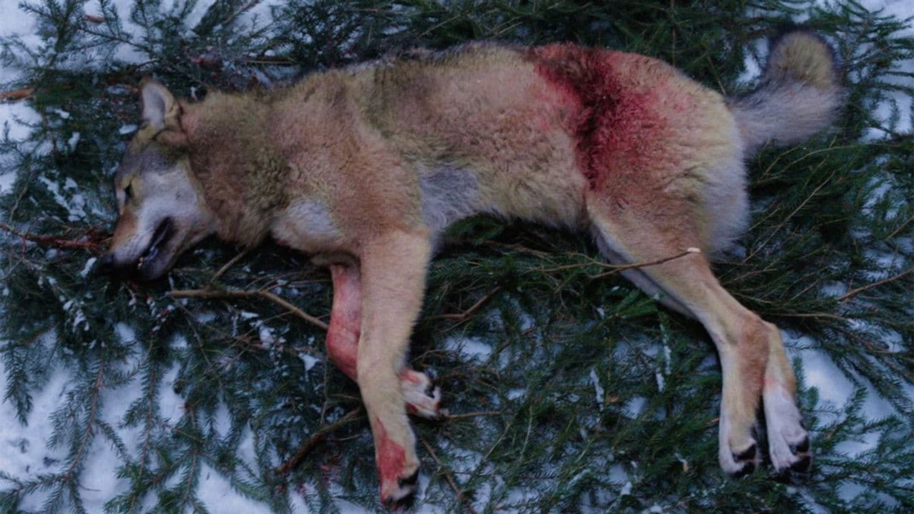 Leif GW och vargenの背景画像