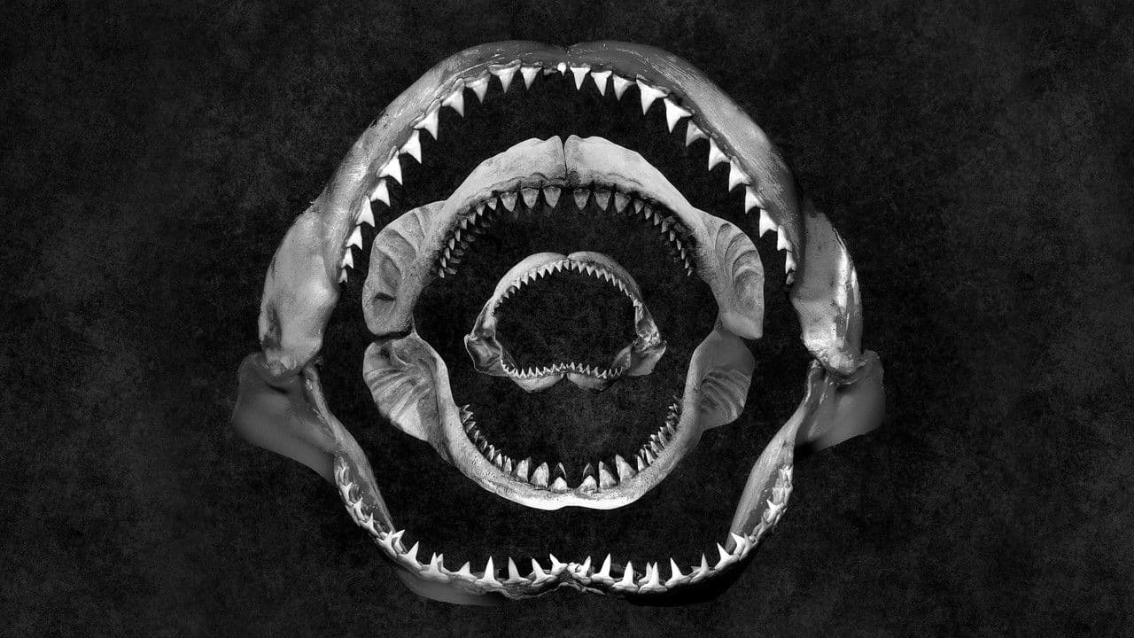 Shark Eat Sharkの背景画像