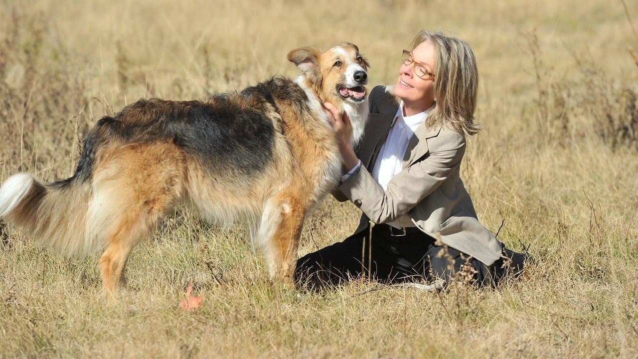 Darling Companionの背景画像