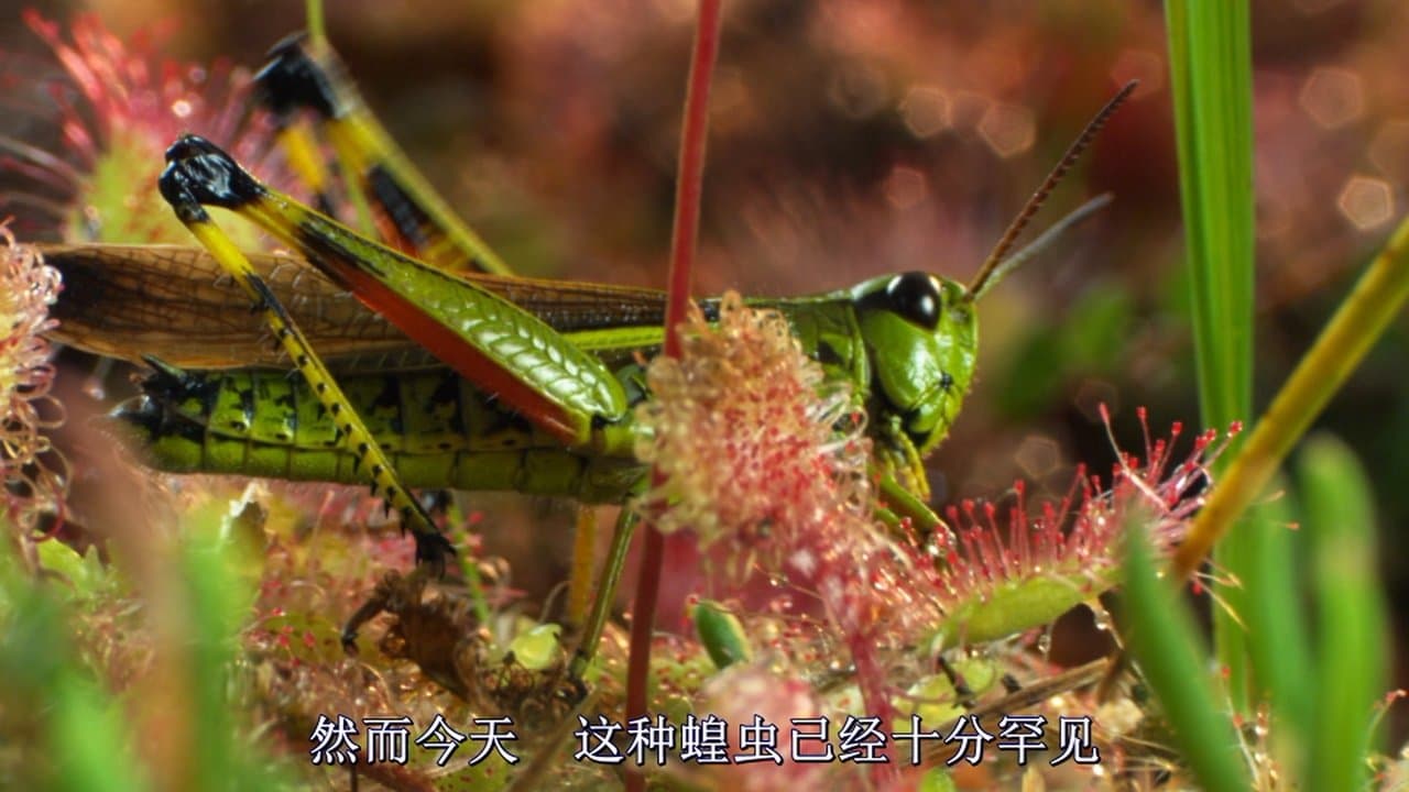 Magie der Mooreの背景画像