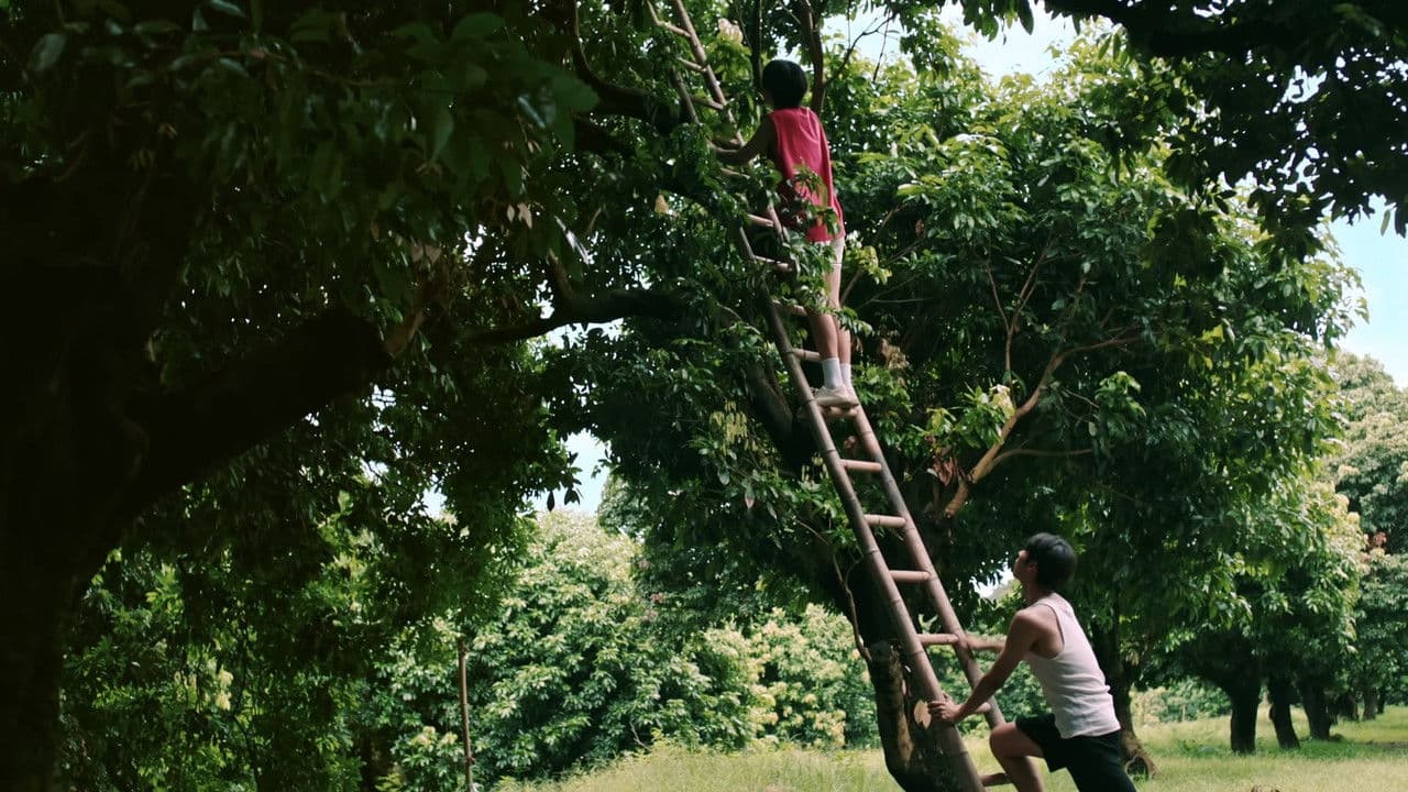 荔枝树下热烈岛の背景画像
