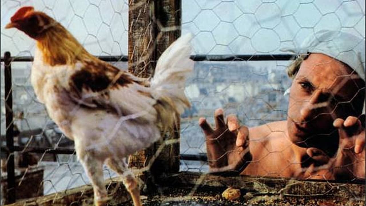 La Coquelucheの背景画像