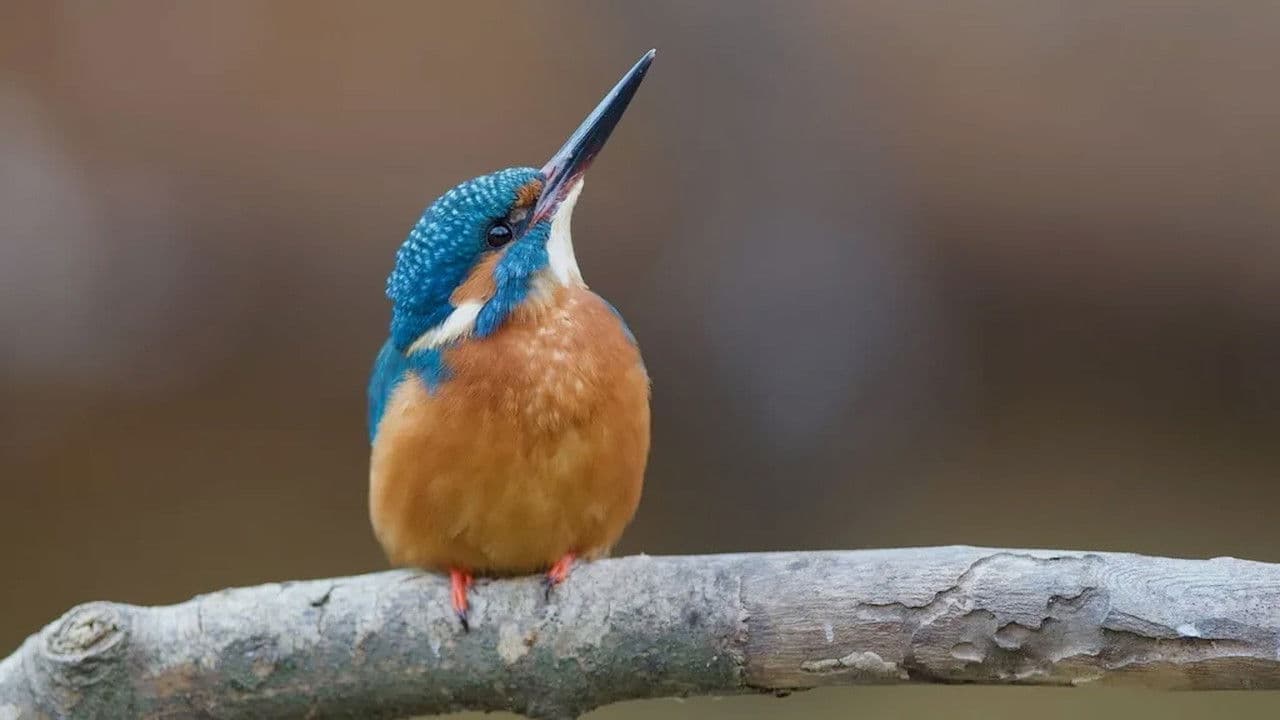 El riu renascutの背景画像