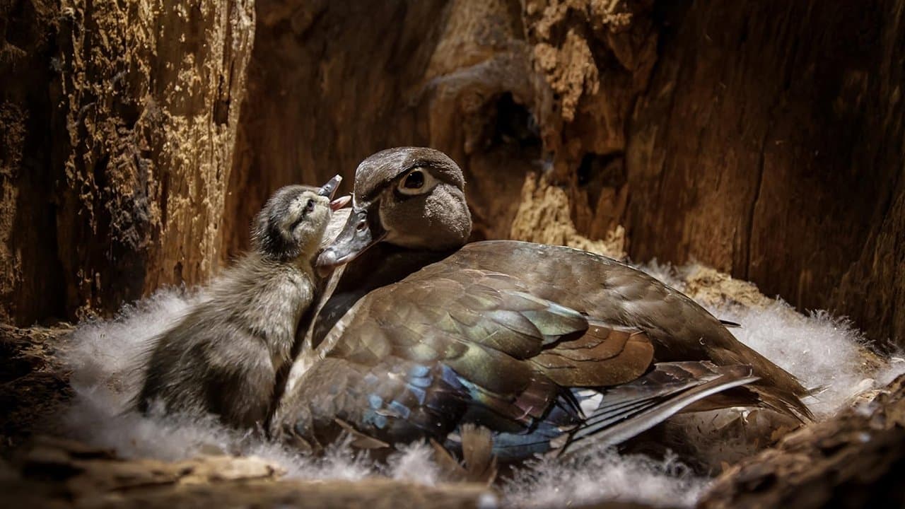 Backyard Wildernessの背景画像