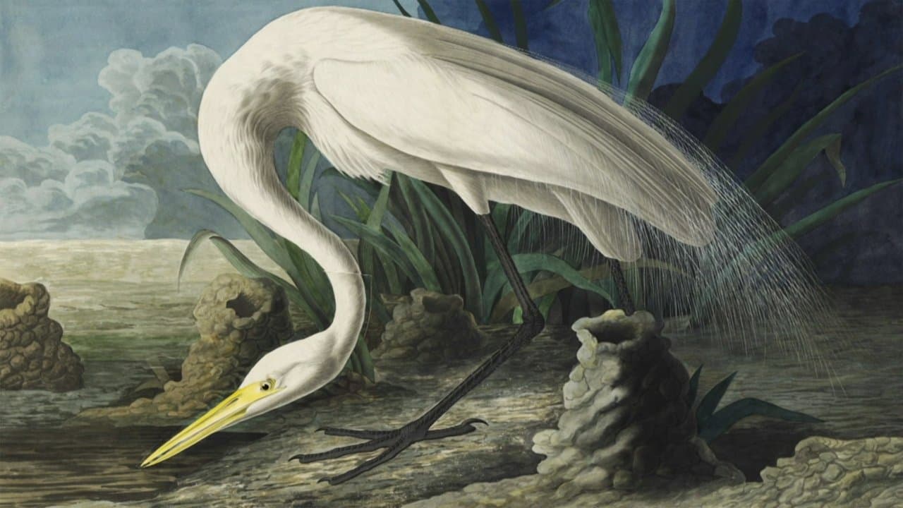 Audubonの背景画像