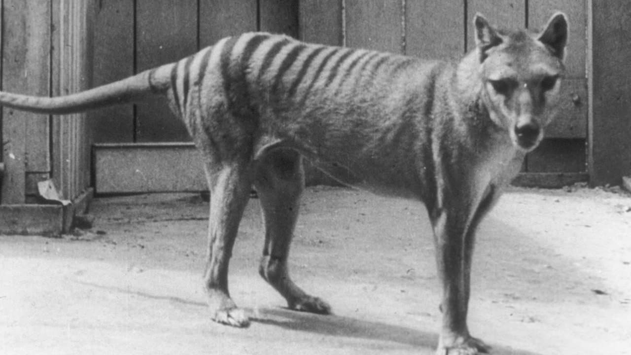 Extinct or Alive: The Tasmanian Tigerの背景画像