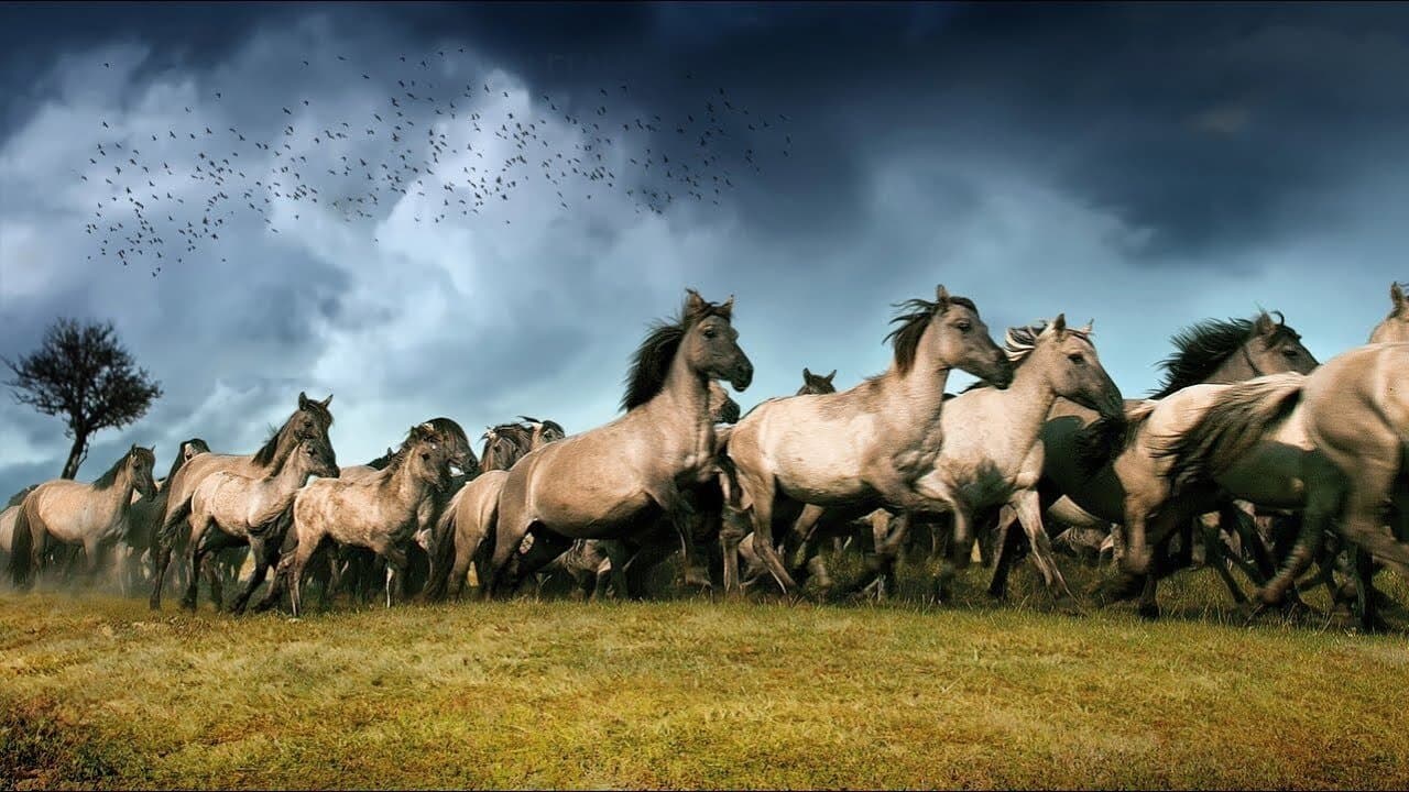 De Nieuwe Wildernisの背景画像