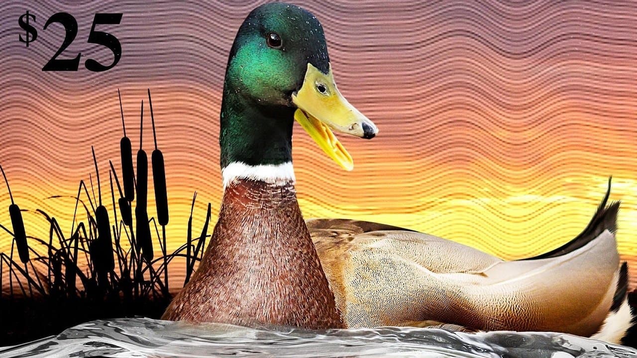The Million Dollar Duckの背景画像