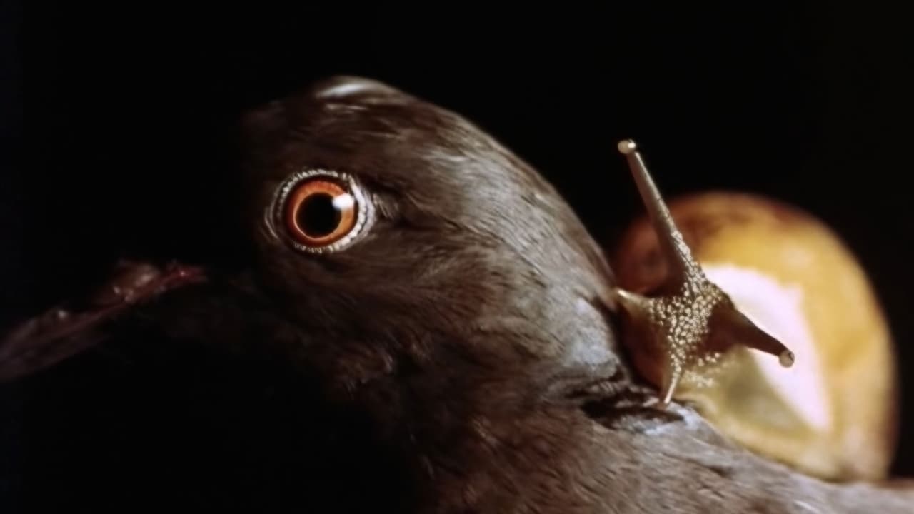 Angustiaの背景画像