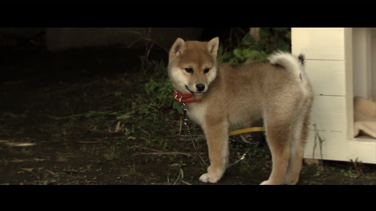 犬とあなたの物語 いぬのえいがの背景画像