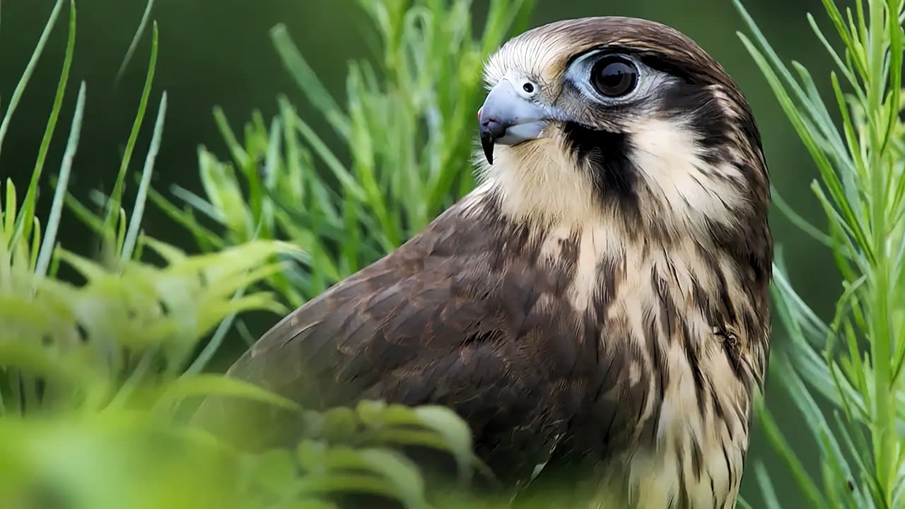 Wild Birds of Australiaの背景画像