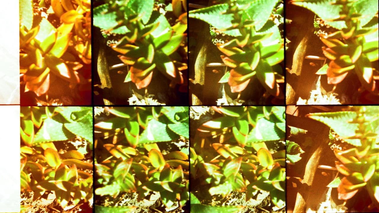 Jardinesの背景画像