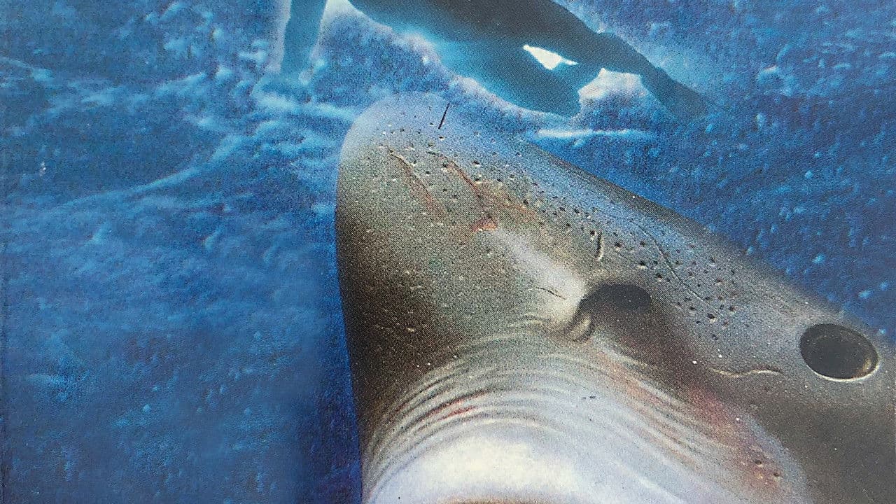 El niño y el tiburónの背景画像