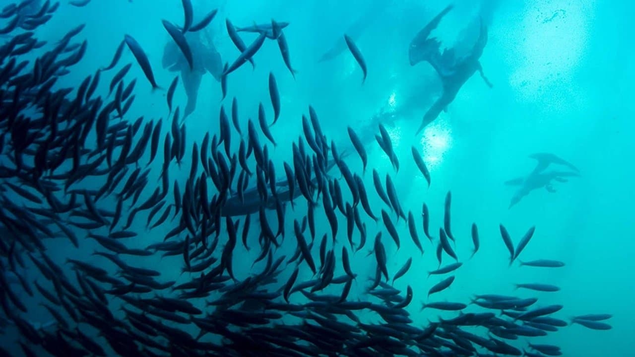 Wild Oceanの背景画像