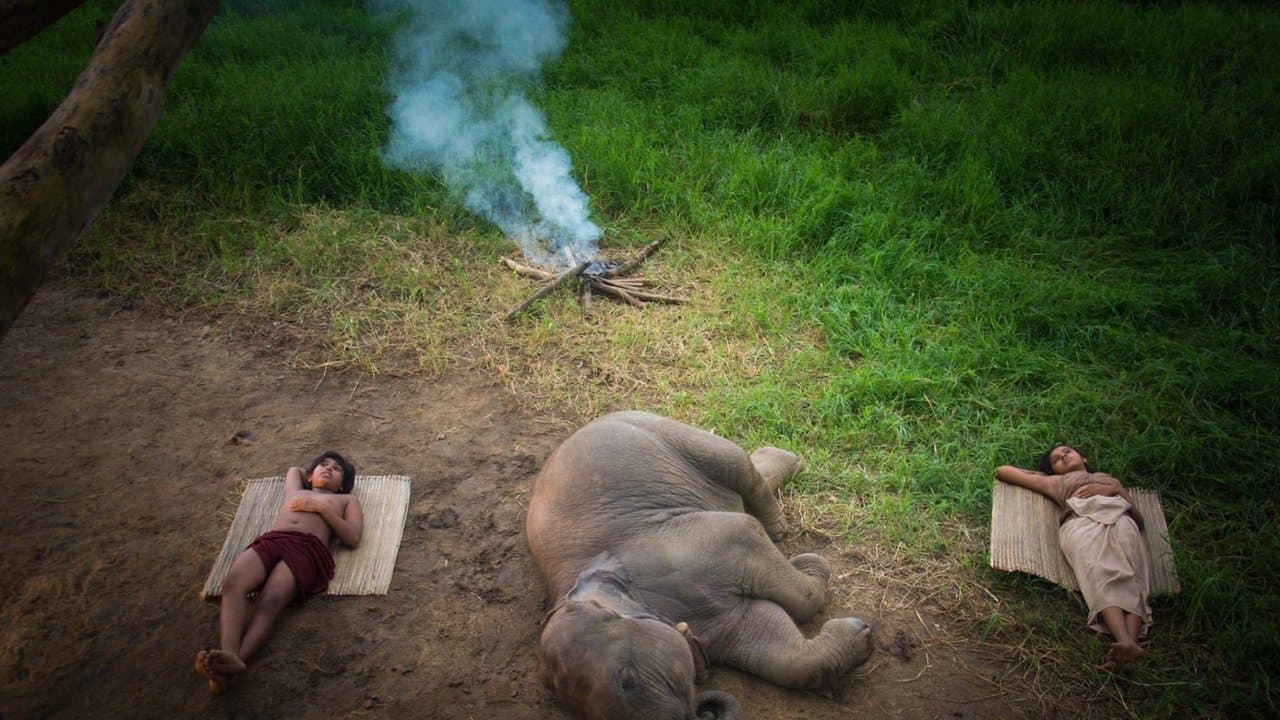 අලි කතාවの背景画像