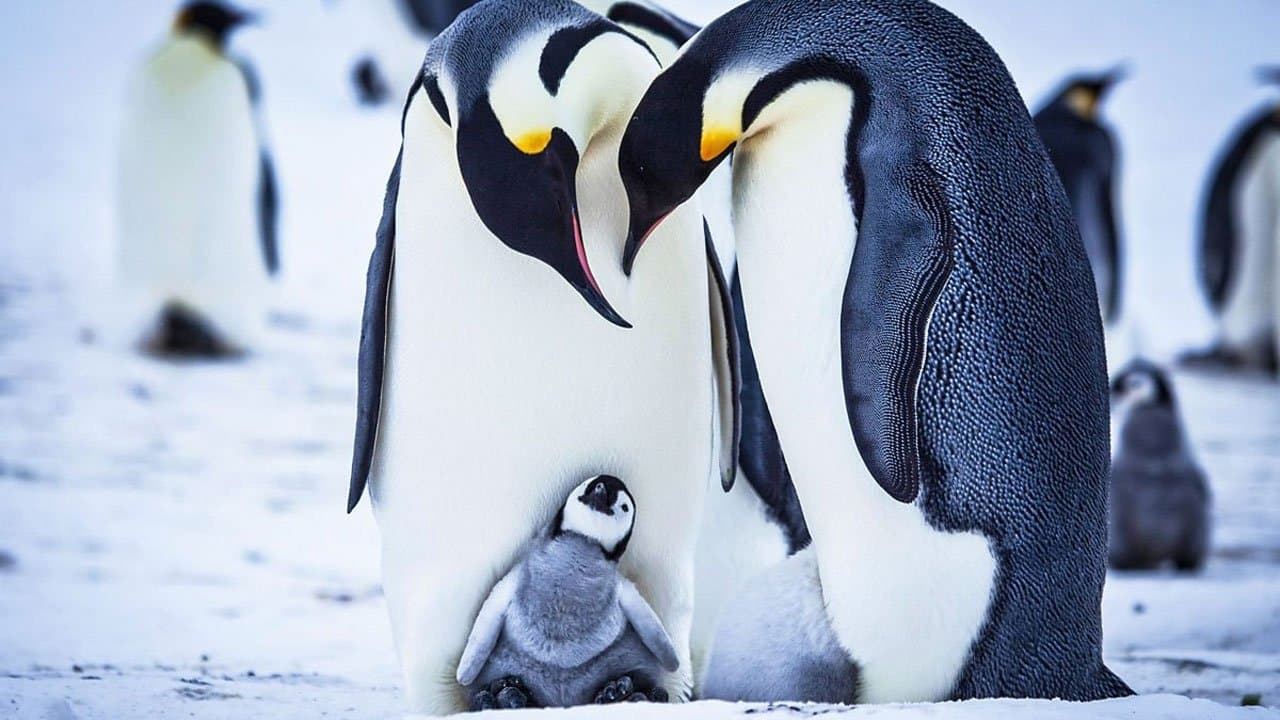 Snow Chick - A Penguin's Taleの背景画像