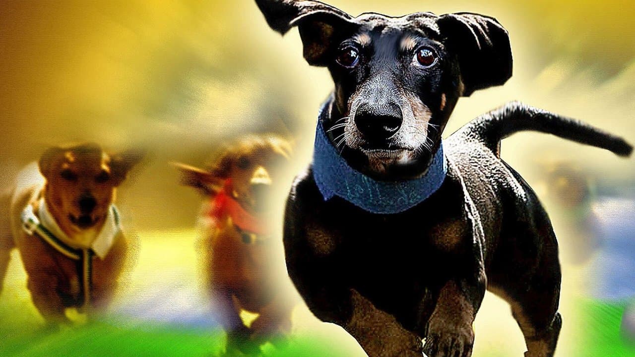 Wiener Dog Nationalsの背景画像