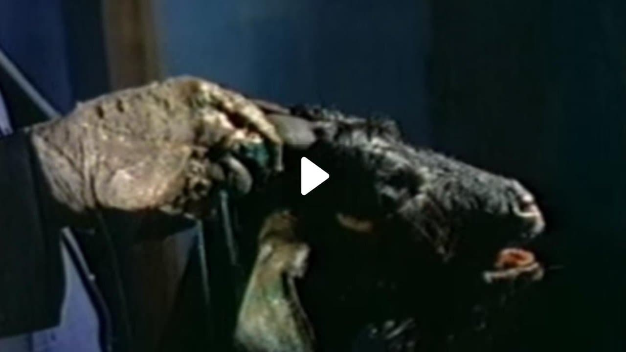 Ritual of Deathの背景画像