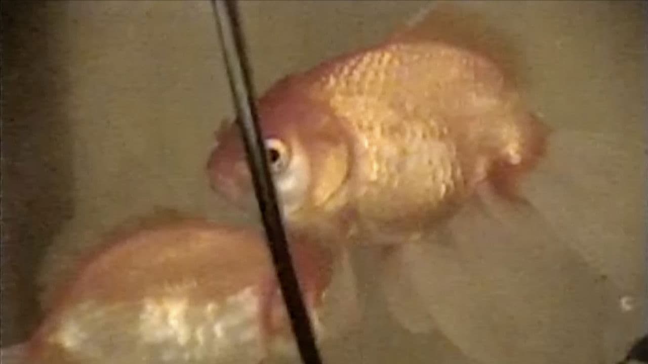 Macdoの背景画像