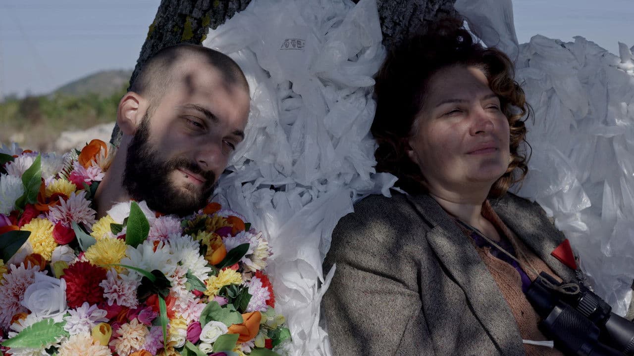 Boswellia sacraの背景画像