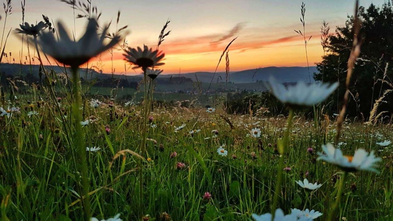 Die Wiese: Ein Paradies nebenanの背景画像