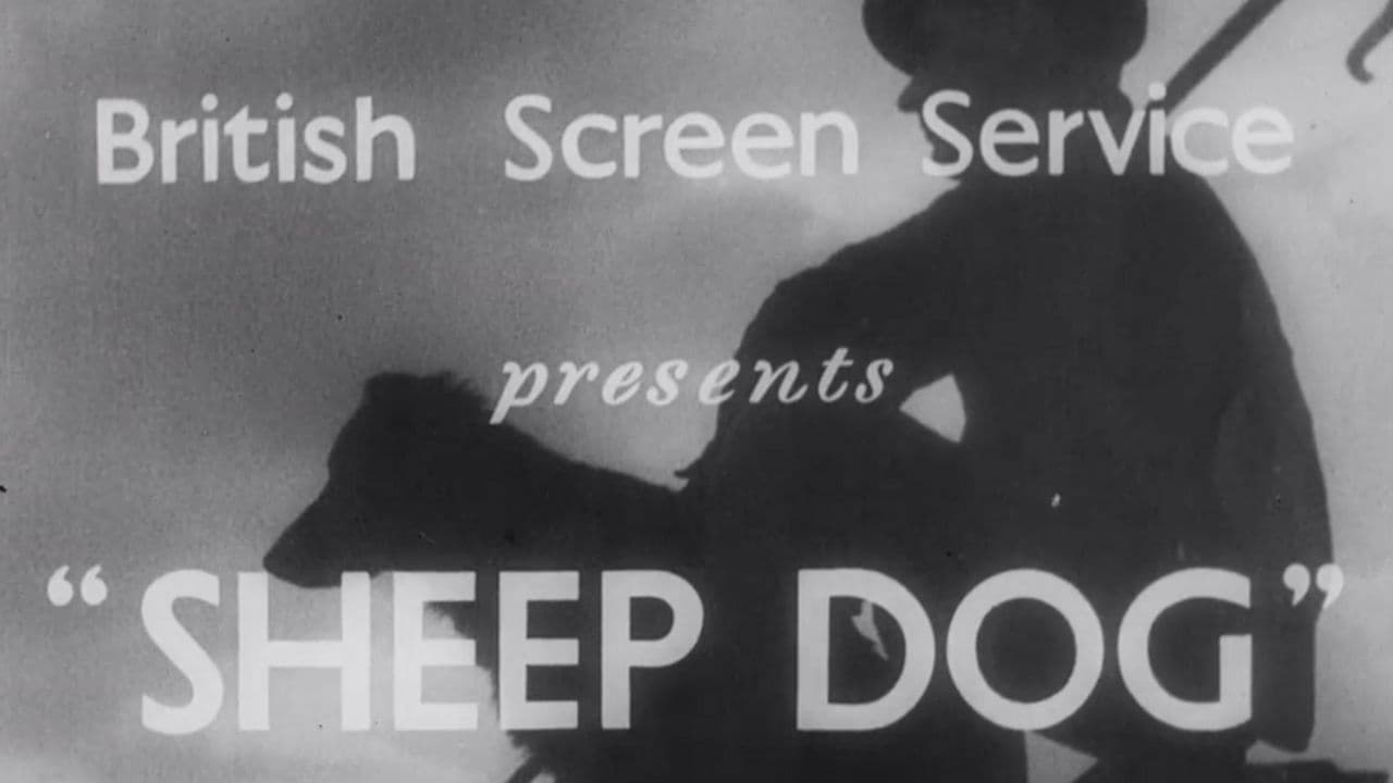 Sheep Dogの背景画像