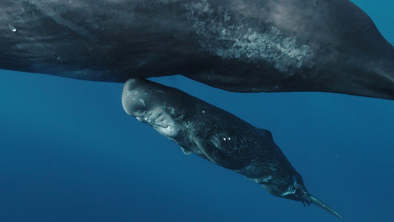 고래와 나の背景画像