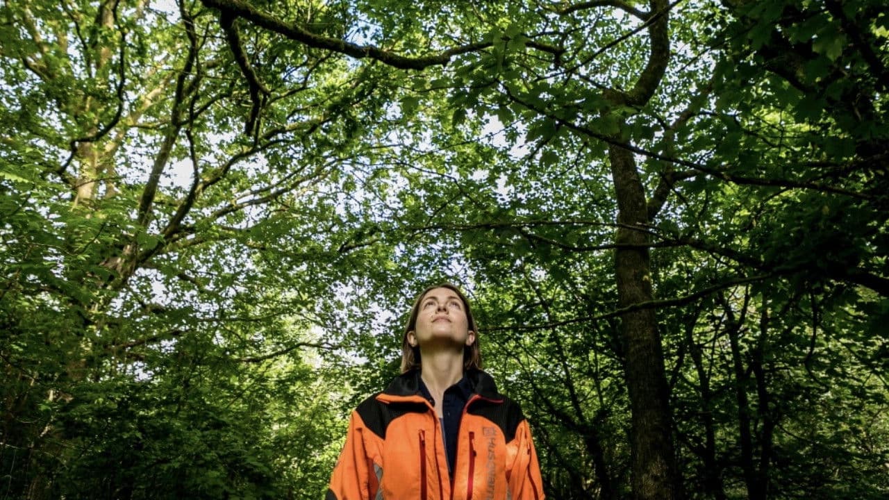 The Arboristの背景画像