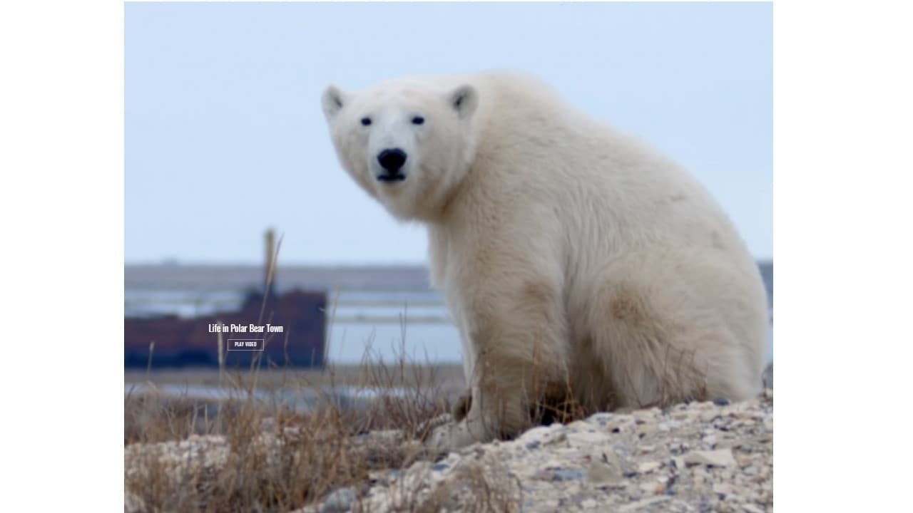 Life in Polar Bear Town with Gordon Buchananの背景画像