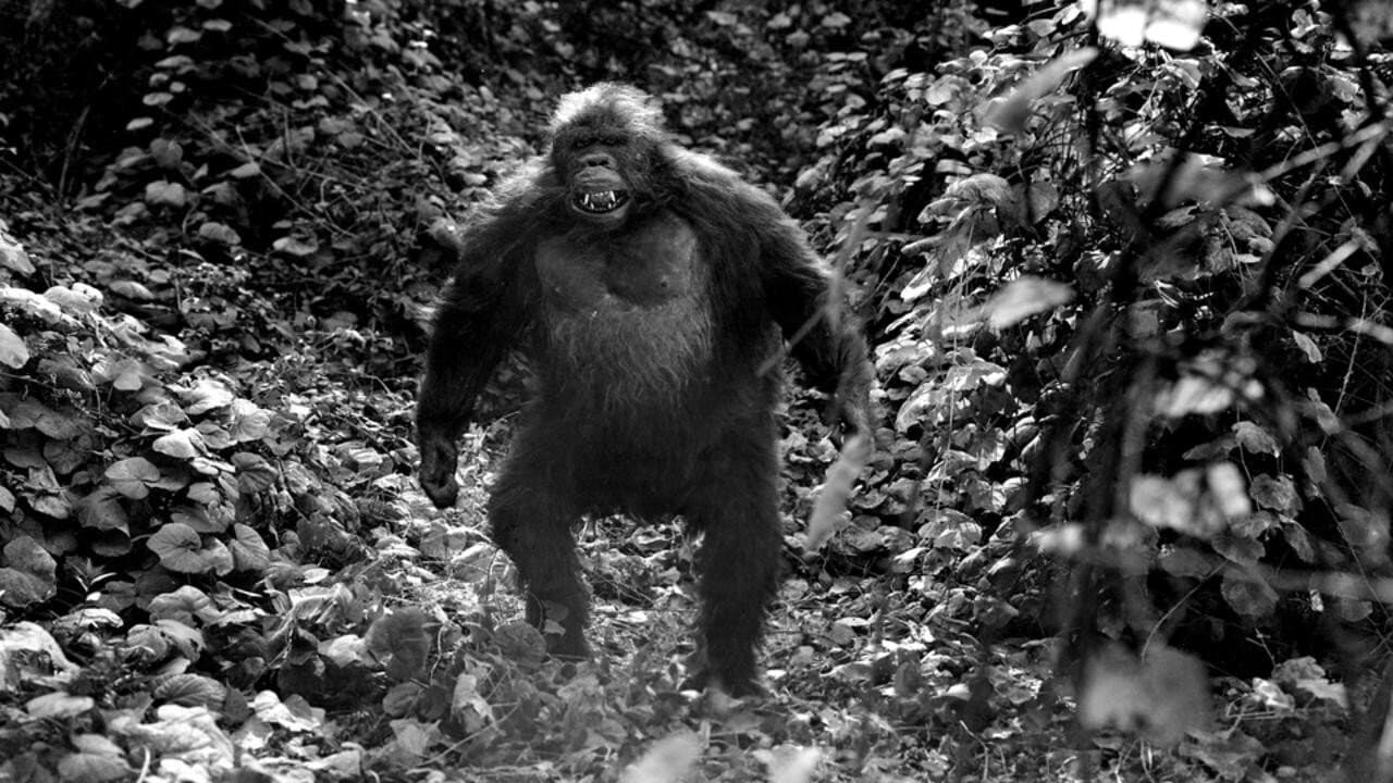 Ingagiの背景画像