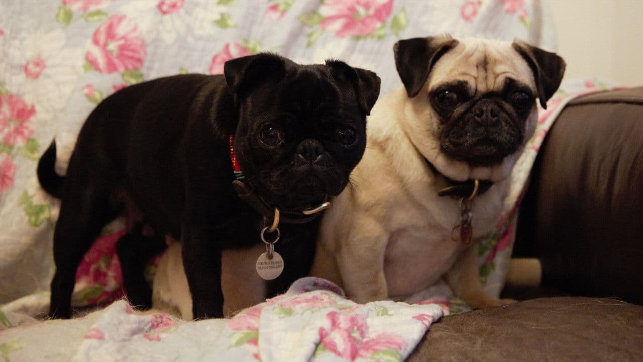 My Gay Dog and Other Animalsの背景画像