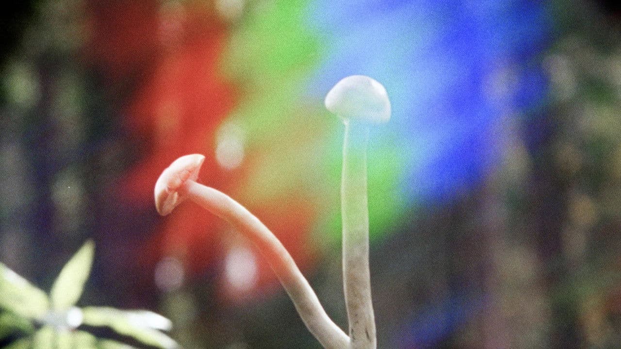 Shroomsの背景画像